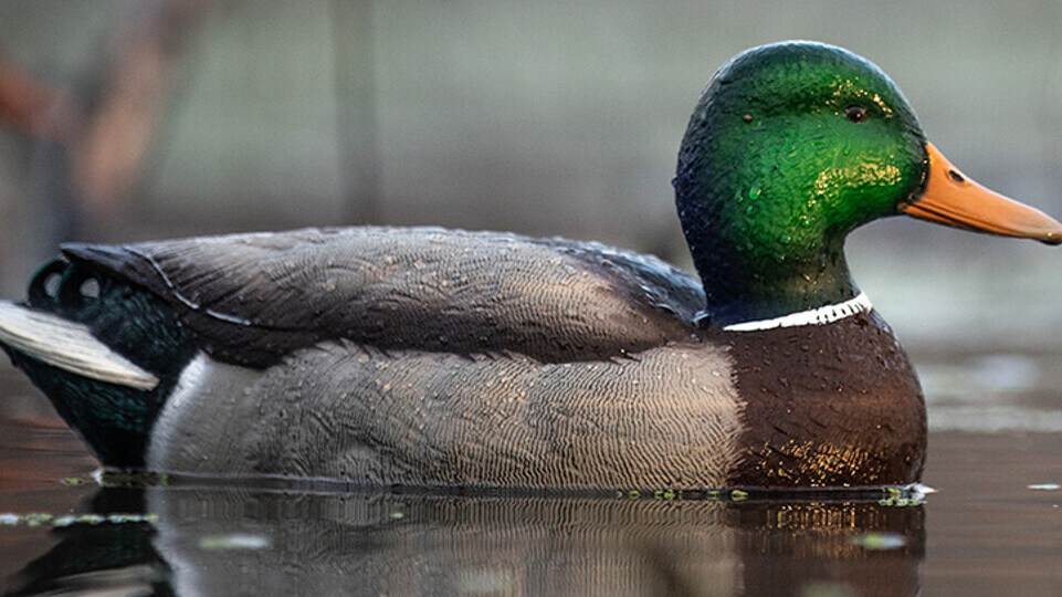 Avian-X Power Swimmer Mallard Drake Decoy